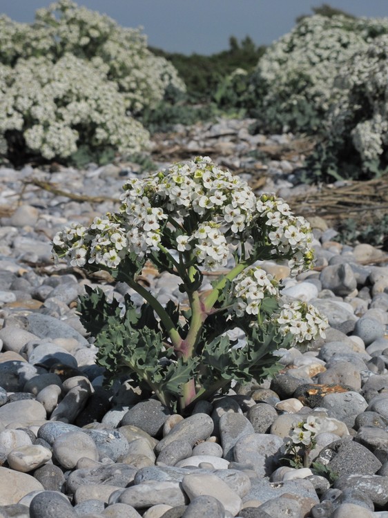 Crambe maritima